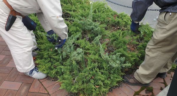芽摘み