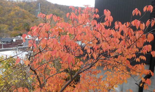 紅葉