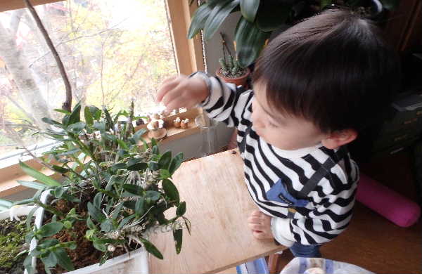 植物