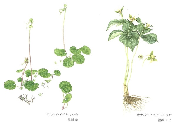 植物画展