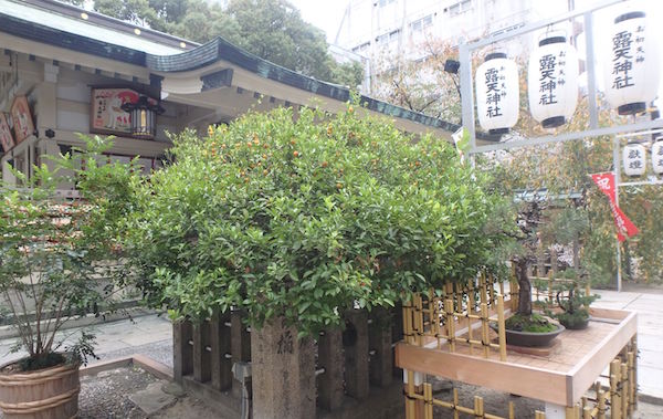 左近の橘