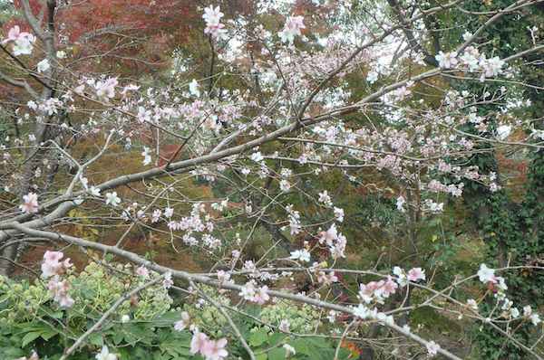 四季桜