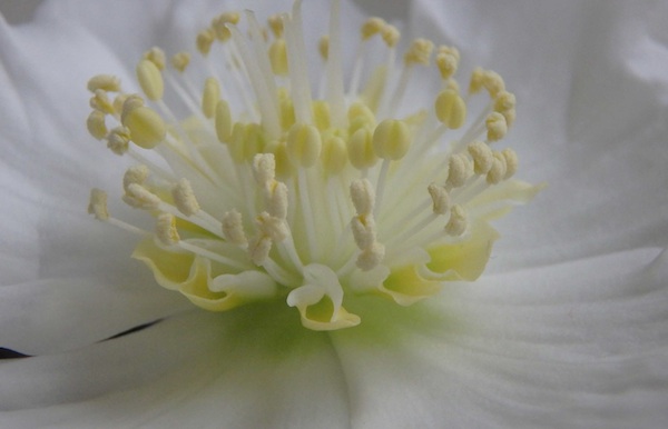 花弁