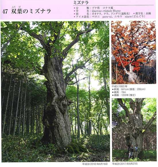 双葉のミズナラ