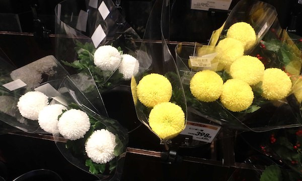 ピンポン菊
