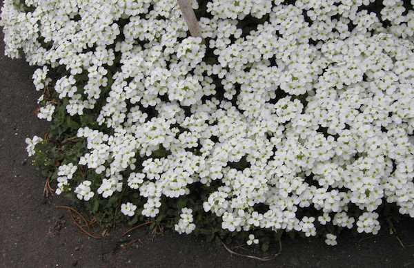 白花