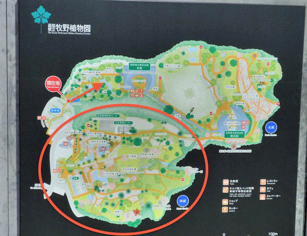 牧野植物園