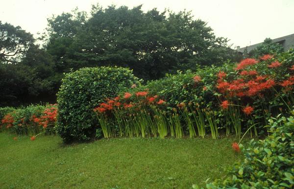 古河庭園2