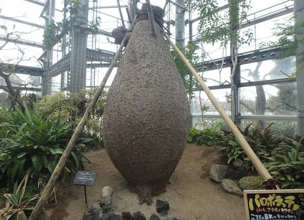 アケボノキワタ