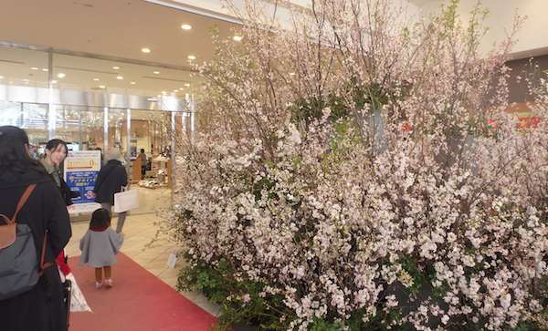 花見