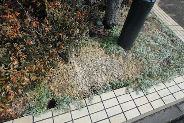 雪ムレ