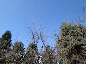 剪定前
