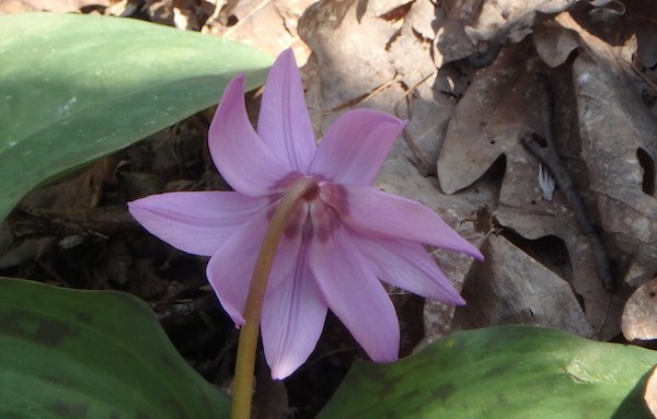 9弁花