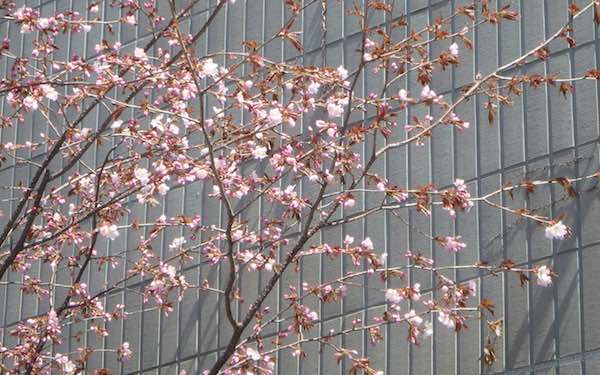 サクラの開花