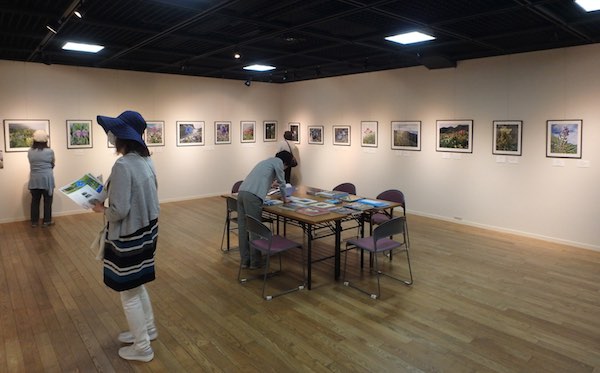 青いケシ展