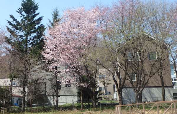 桜満開