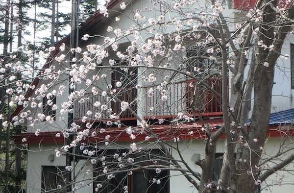 不明桜
