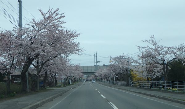 清川千本桜