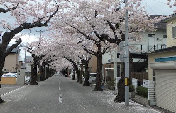 桜ヶ丘通