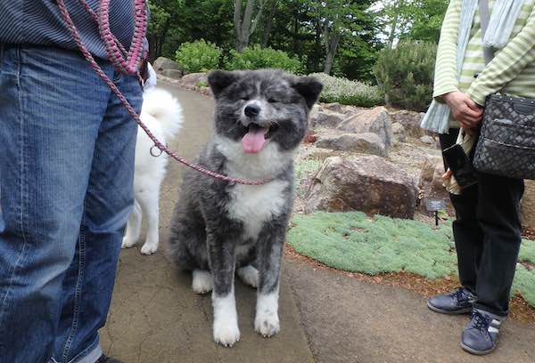 秋田犬