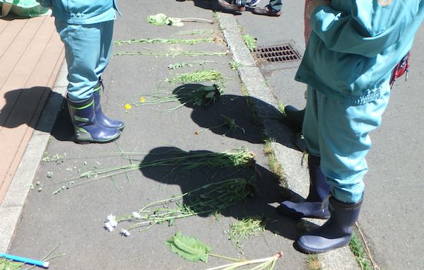 抜き取り植物
