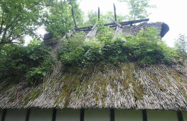 屋根の緑化