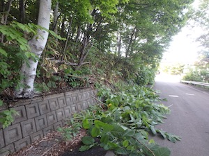 刈り取り後