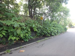 刈り取り前
