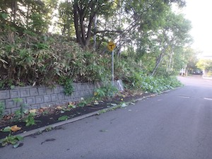 刈り取り後