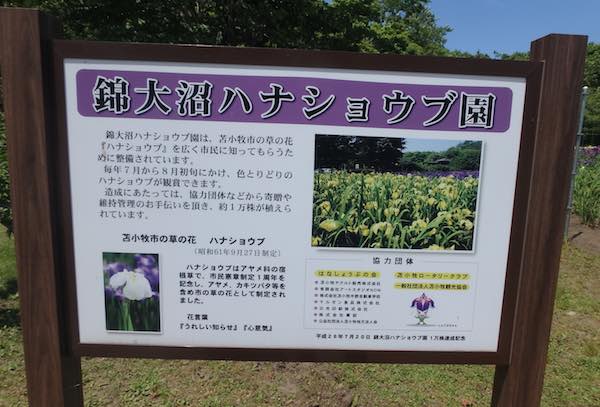 ハナショウブ園