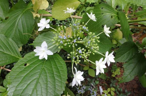 隅田の花火