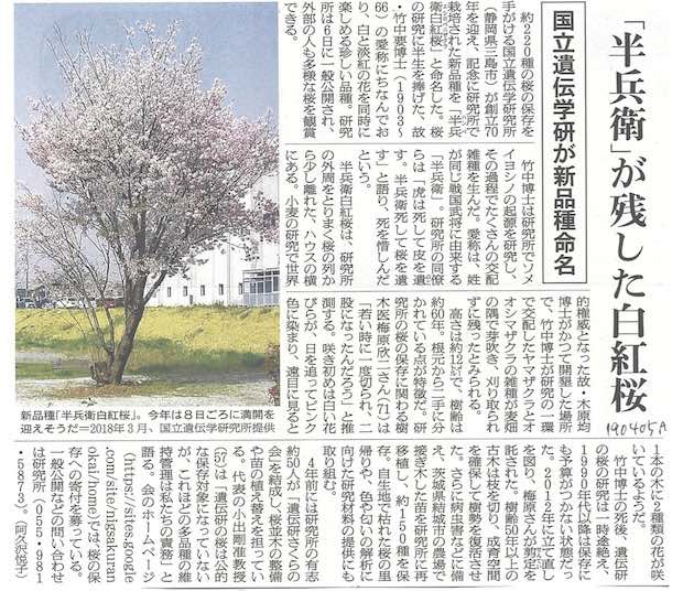 半兵衛桜