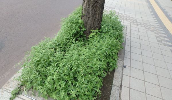ハキダメギク