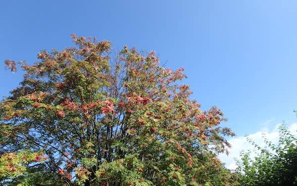 紅葉