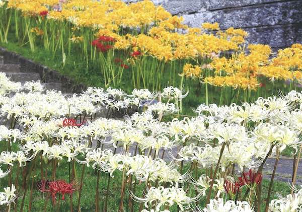 ガーデニングの花