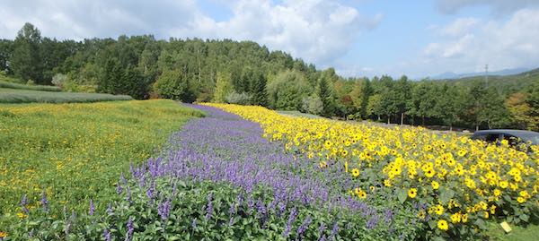 天の川ガーデン