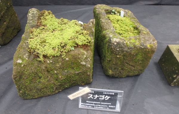 鉢植え