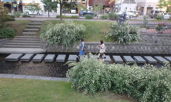 シラハギ