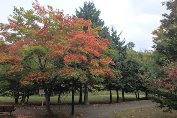 モミジの紅葉