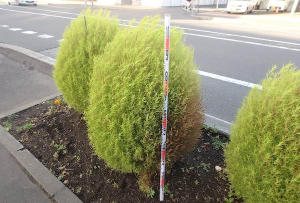 歩道植えます