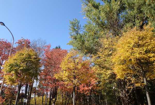 紅葉