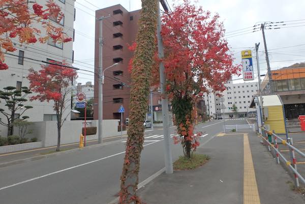 ツタ電柱
