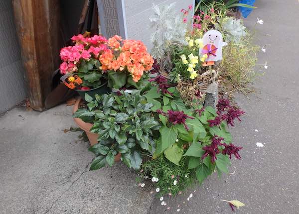 おか田の花