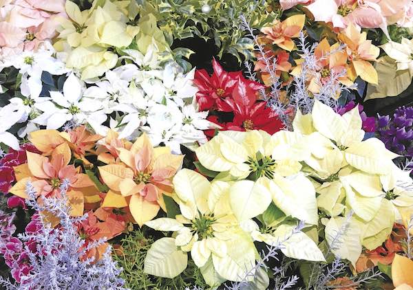ガーデニングの花
