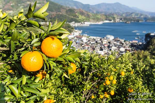 明浜