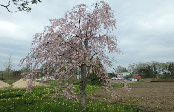紅枝垂れ桜