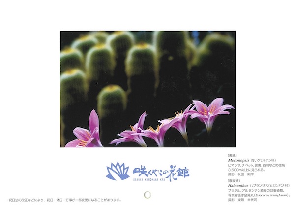 ハブランサス