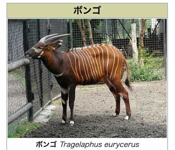 ボンゴ