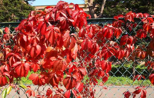 紅葉