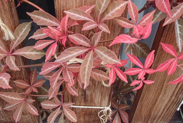 紅葉